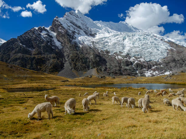 눈 꼭대기와 푸른 하늘아름다운 산 - mountain peru cordillera blanca mountain range 뉴스 사진 이미지
