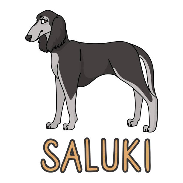 cute kreskówki saluki puppy rasy wektor clipart. hodowla rodowodowa rasa pieska dla miłośników psów. rasowy pies domowy do maskotki ilustracji salonu dla zwierząt domowych. odosobniony psi borzoi ogar. eps 10. - organization chart stock illustrations