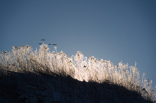 a group of wild geese fly over bushes at sunrise in the icy morning