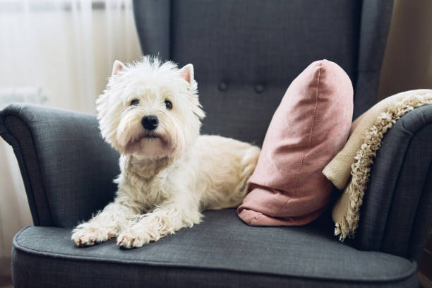 white terrier, il cane dell'altopiano occidentale si siede su una sedia grigia a casa e guarda la fotocamera. - scotland texas foto e immagini stock