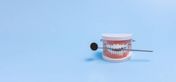 istock artificial jaw and dental mirror on blue background 1301636787