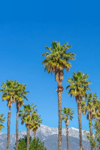Tall palm trees in the Inland Empire of Southern California with snowcapped mountains in the background