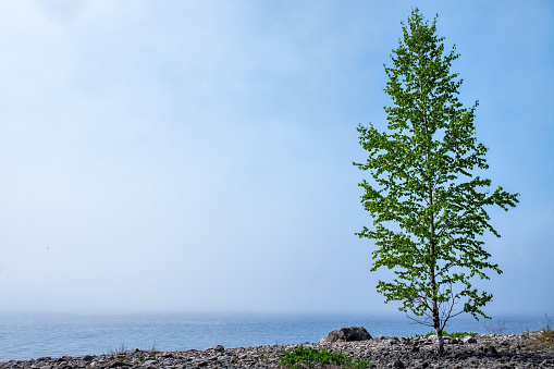 Birch and rocks on beach of Ladoga lake in Russia with mist and fog