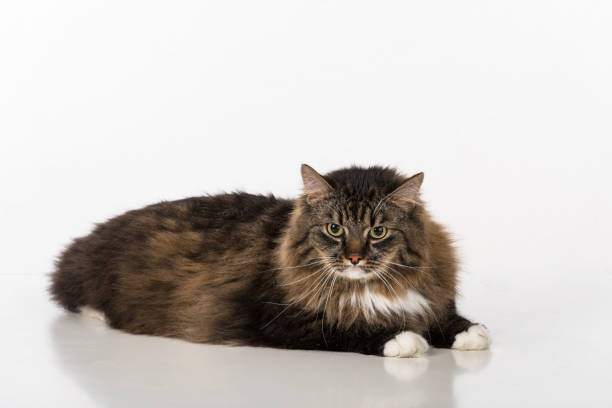 istock Curious and Angry Dark Cat Sitting on the white table. White background. 1301638958