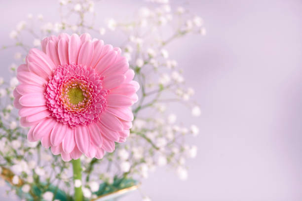 istock pretty pink delicate gerbera flower copy space to the right 1301639054