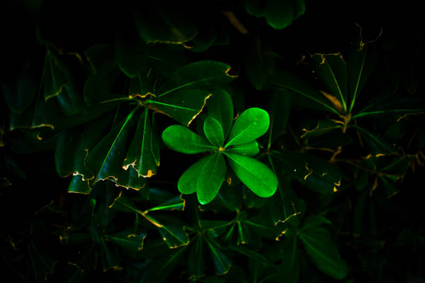 istock A plant growing back after being cut 1301639057