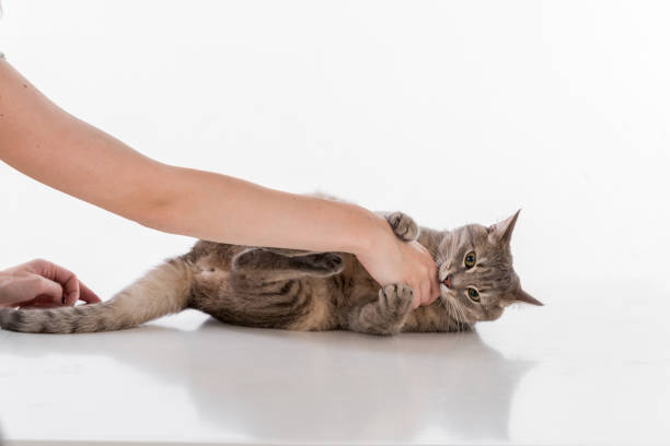 istock Woman Hand Touch Gray Cat and Play. White Background and reflection 1301639421