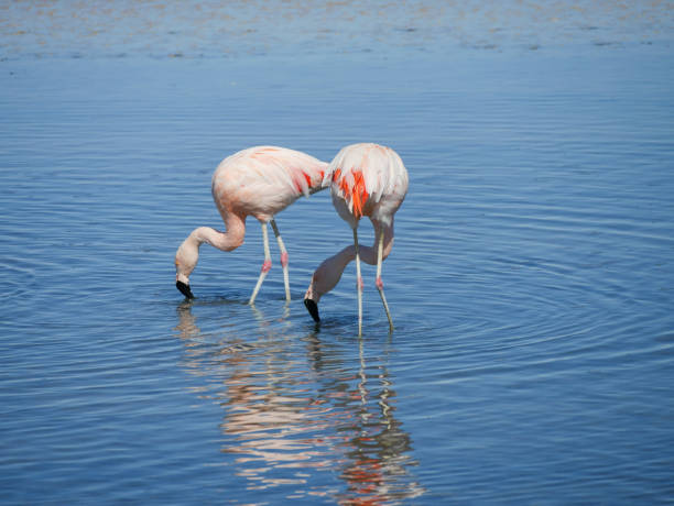 istock flamingos in a salt lake 1301641603