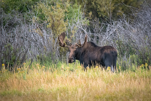 Bull Moose, full view, looking at camera in marsh