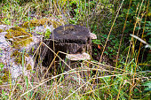 nahaufnahme-von-sehr-alten-baum-mit-pilz