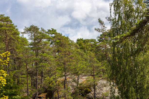 Beautiful nature landscape view on rocky ground. Sweden.