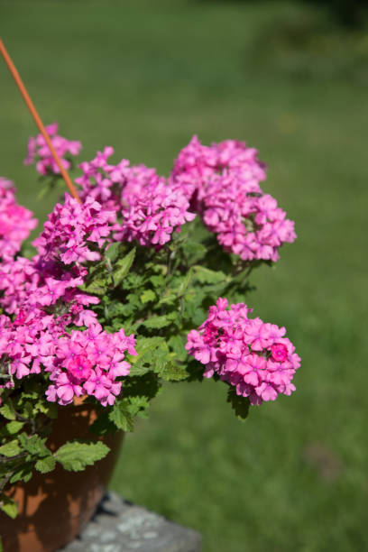 istock Pot with garden flowers verbena pink.Vertical placement 1301644312