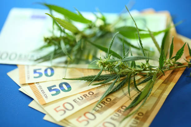 euro banknote and marijuana flower and hashish drug. legalization of marijuan. incomes from products made from cannabis concept. - incomes imagens e fotografias de stock
