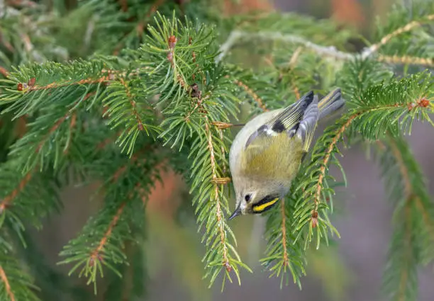 Photo of Goldcrest