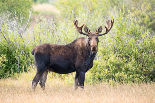 stor bull moose tittar på kameran i sumpiga djurliv tillflykt - älg bildbanksfoton och bilder