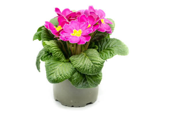 istock Pink primrose in pot isolated on white background 1301645792