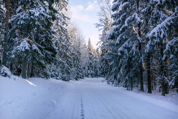 istock Winter landscape in Finland 1301646465