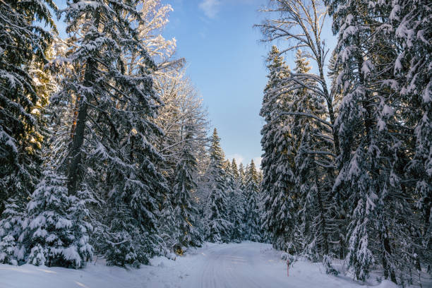 istock Winter landscape in Finland 1301646519