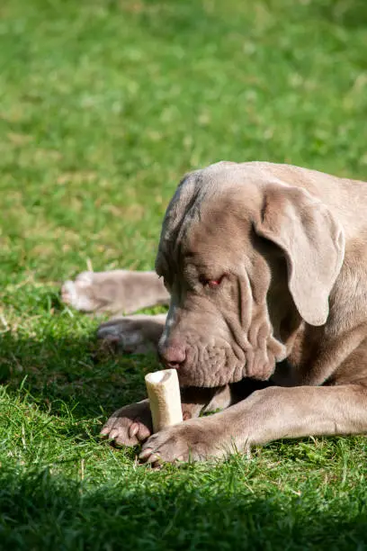 Large dog chewing a marrowbone to help with his teeth and health  shot in selective focus with and green grass background copy space at top of vertical image