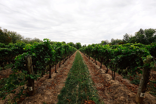 Vineyards in the region of Sardoal, Abrantes, Portugal