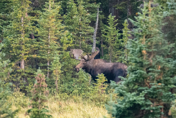 istock Large Bull Moose looking forward in swampy wildlife refuge 1301646675