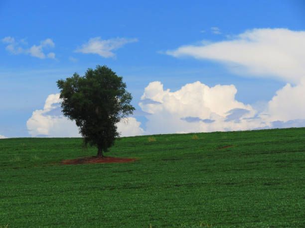 istock Single tree and soy plantation under bright blue sky 1301648260