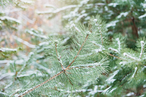 istock Water drops and snow on the pine tree. 1301648960
