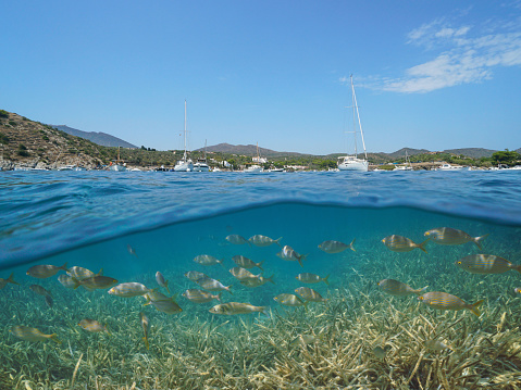 Spain Costa Brava Cadaques, boats moored in the Portlligat bay with fish and seagrass underwater, Mediterranean sea, split view above and below water surface, Catalonia