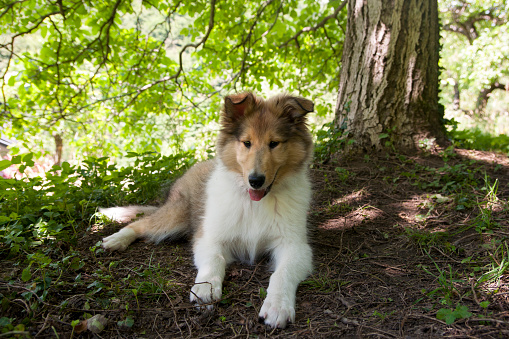 Young dog rough collie lying in shade under walnut tree.