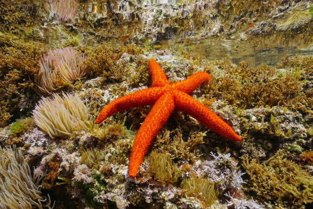istock Close-up Mediterranean red sea star underwater 1301649215