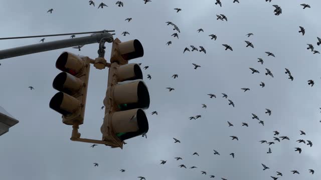 birds flocking flying around arch in sky