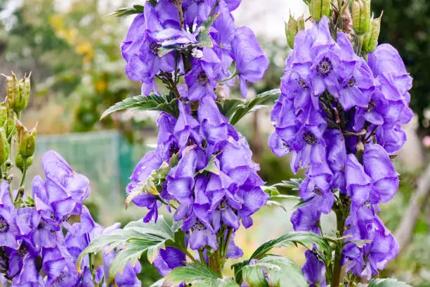 Purple Common Skullcap Flower Outdoors.