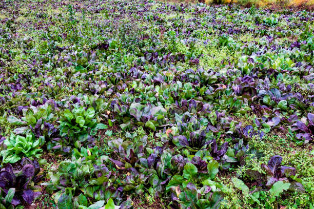 Purple and Green Chicory Field.