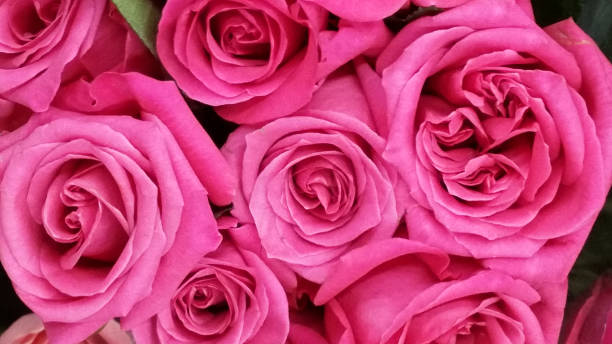 istock Pink Roses Close Up 1301653273