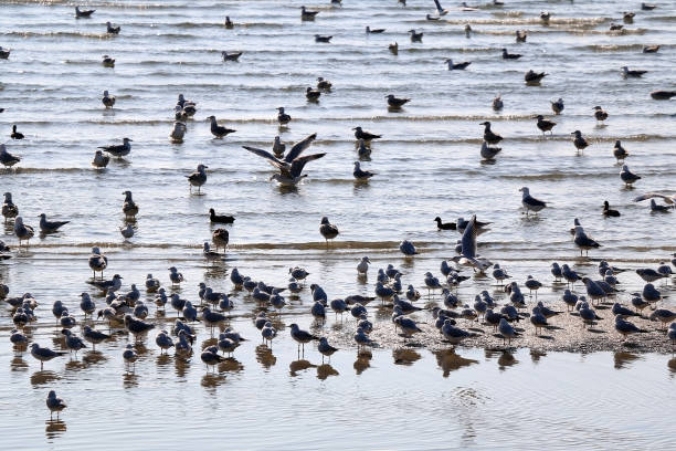 istock Flock of Seagulls 1301654504