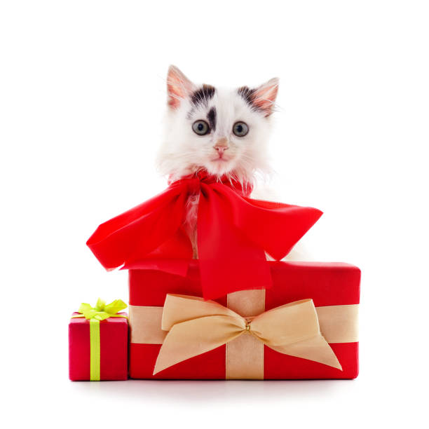 istock Little kitten in a bow with gifts. 1301654566