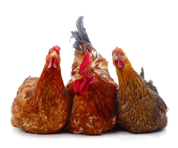 istock One stern rooster and two brown chickens next to him. 1301654572
