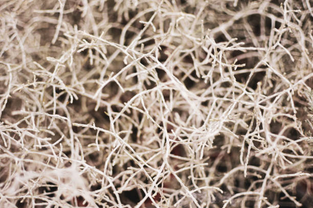 istock Close up leafless barren bush with tangled branches, dry dead plant, selective focus 1301655707