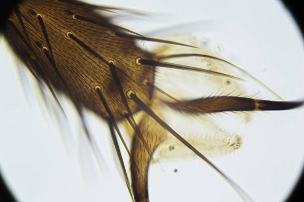 istock Housefly leg with bristles and claws under the light microscope, magnification 400 times 1301655710