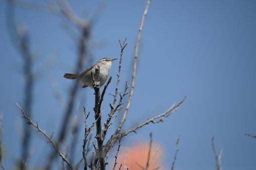 Beautiful little brown bird perched on branch with blue sky in background