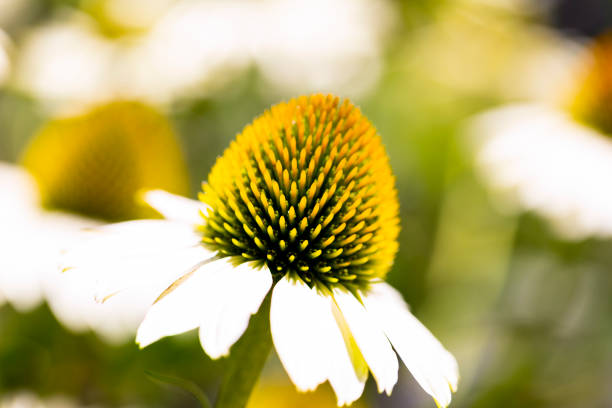 Beautiful White and yellow flower, nature background with copy space, full frame horizontal composition
