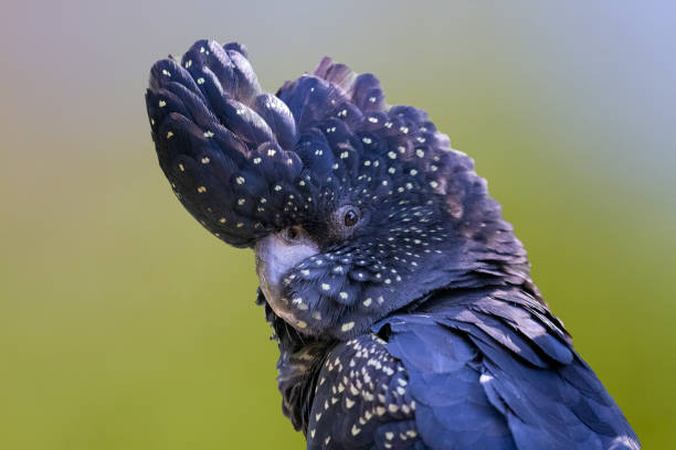 istock Female Red-tailed Black Cockatoo 1301657434