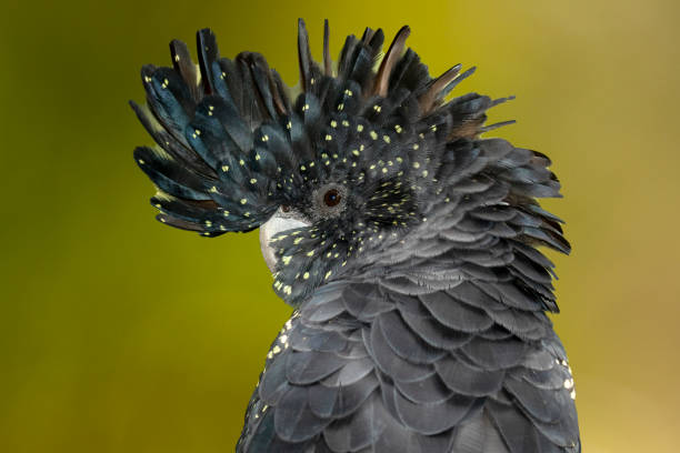 istock Female Red-tailed Black Cockatoo 1301657437