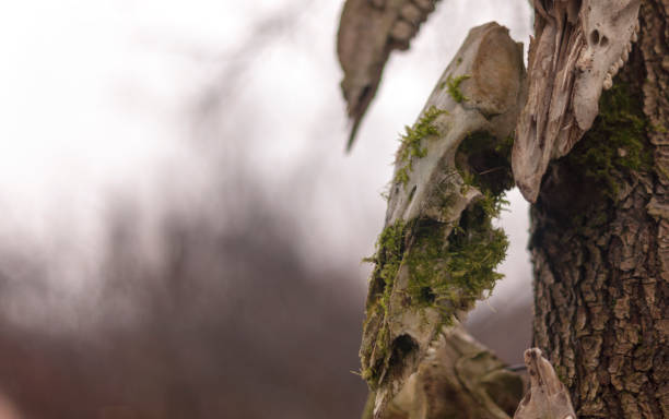 istock Bone totem in the middle of the forest 1301658614