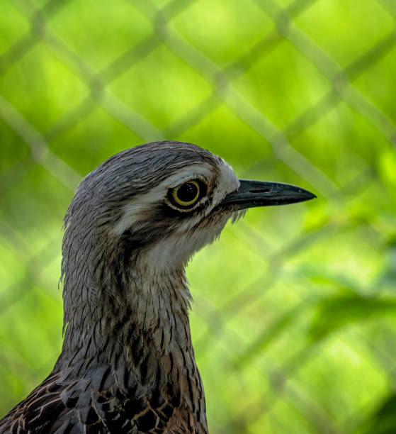 bush stone curlew - stone curlew stock-fotos und bilder