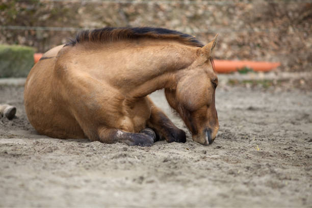 two Horses lay down to sleep. Ill horse with colic stock photo