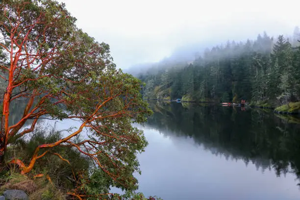 Photo of Arbutus Tree at Roche Cove on Vancouver Island, BC