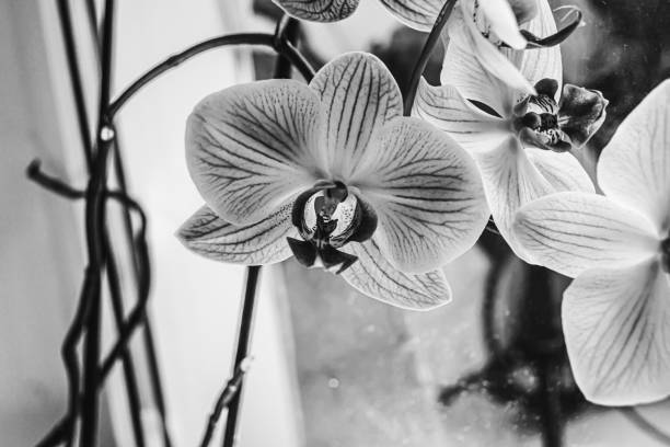 Orchids on the windowsill in black and white shades