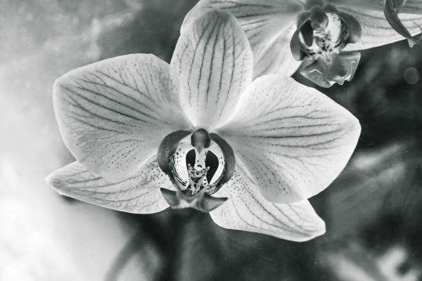 istock Orchid close-up on black and white photo 1301660275