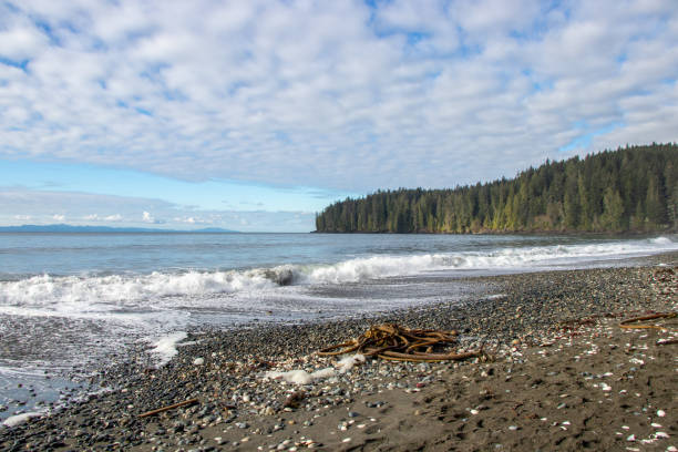 Beach at Juan De Fuca Provincial Park on Vancouver Island, British Columbia, Canada kelp and stones on the forest lined beach coast at Juan de Fuca Provincial Park on Vancouver Island, British Columbia, Canada provincial park stock pictures, royalty-free photos & images